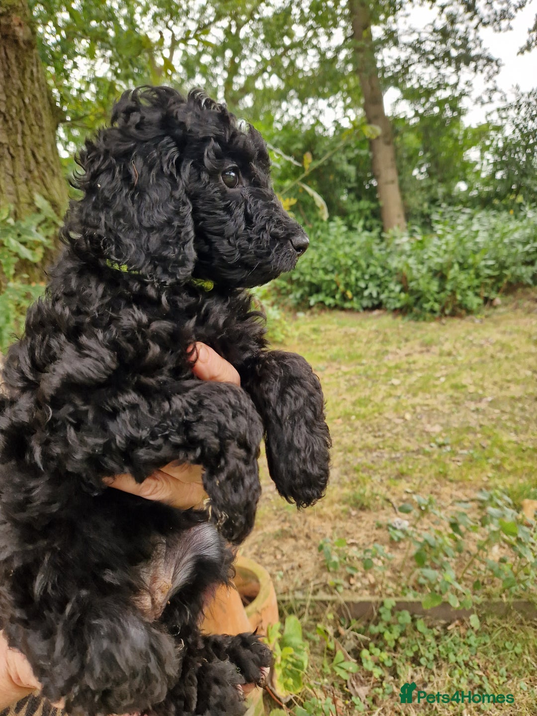 Cockapoo dogs for sale: EXCEPTIONAL HEALTH TESTED SHOW TYPE COCKAPOOS F1B - Image 8