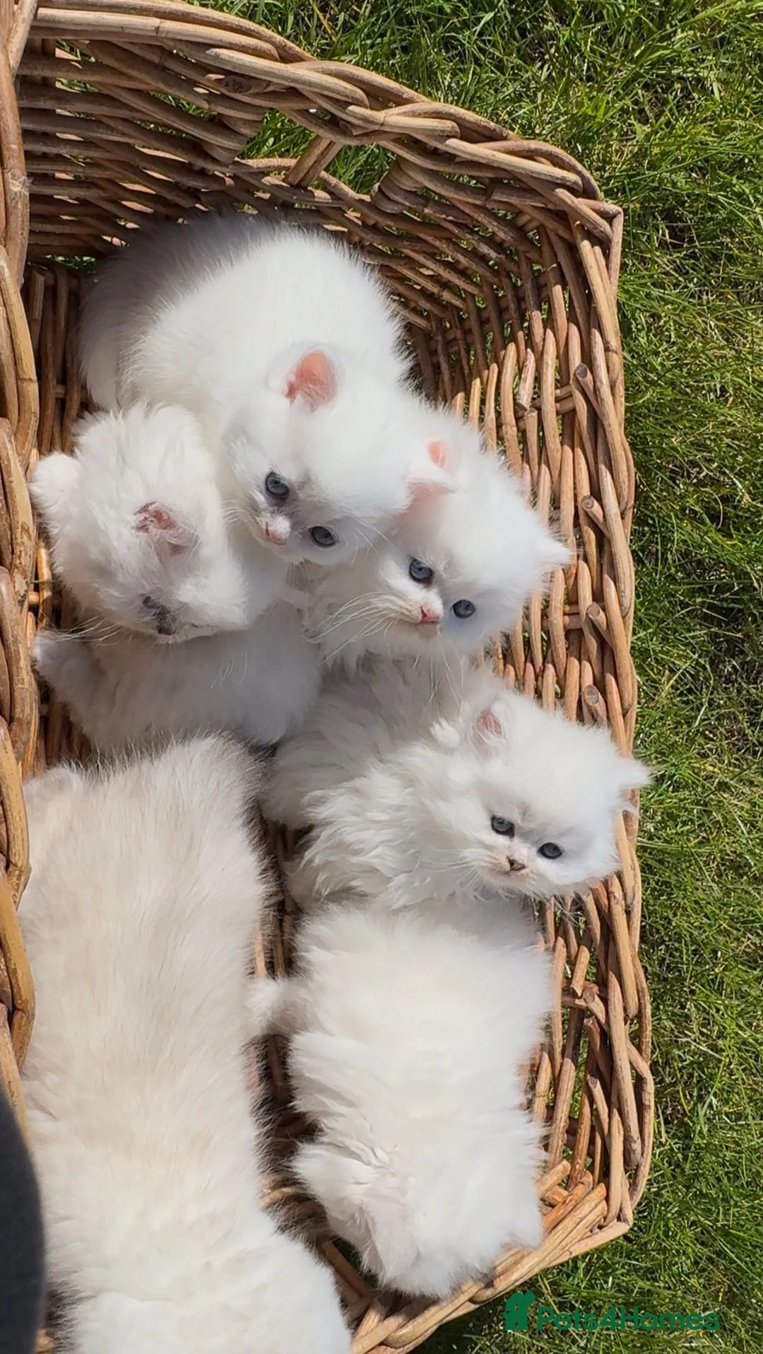 British Longhair cats for sale: Adorable British Longhair and Shorthair kittens - Advert 1