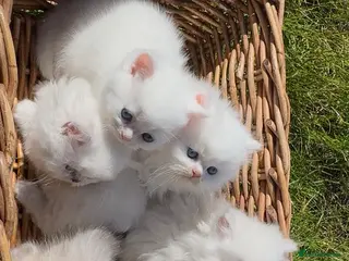 British Longhair cats Adorable British Longhair and Shorthair kittens - Advert 5