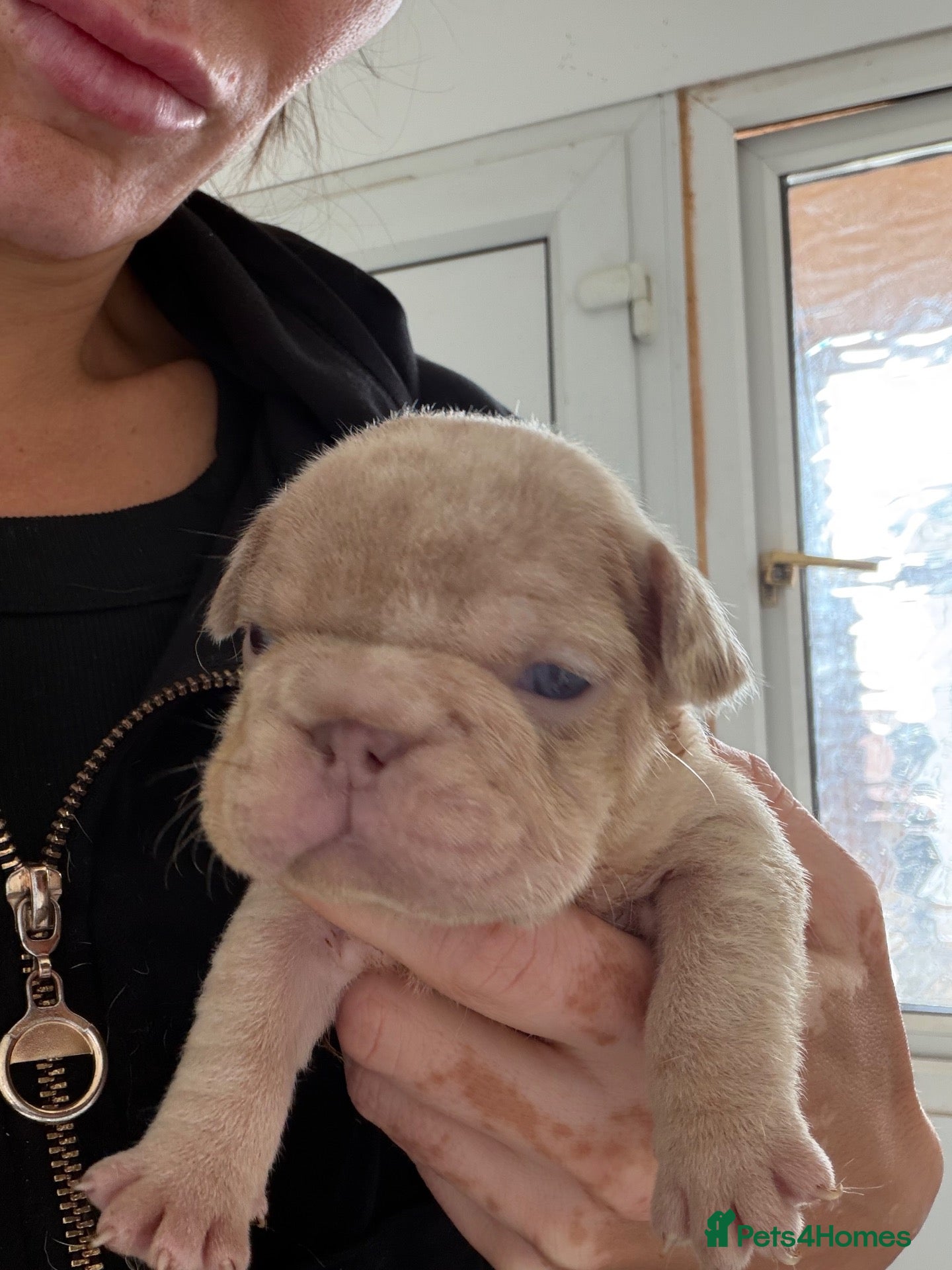 French Bulldog dogs New Shades Puppies/ DNA 🧬 Tested Parents  - Advert 2