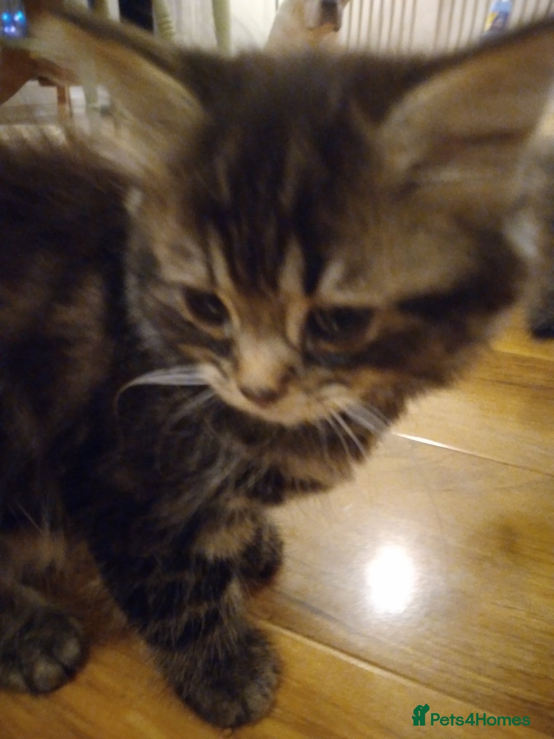 Mixed Breed cats for sale: Scottish fold cross kitten  - Image 4