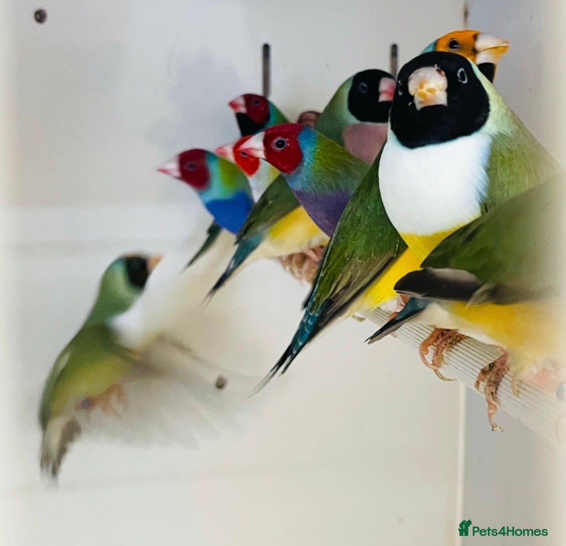 Finches birds Various finches  - Advert 7