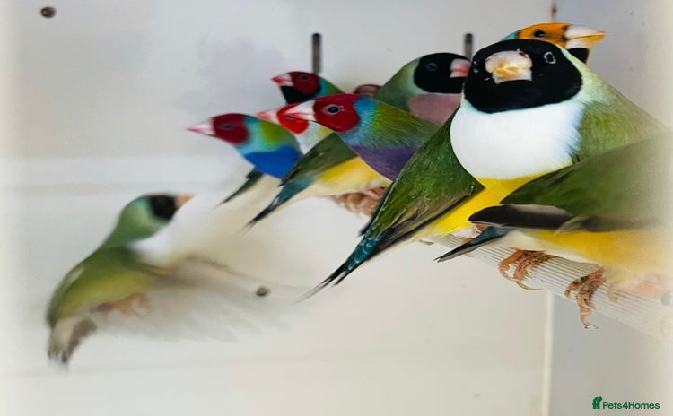 Finches birds - Advert 1