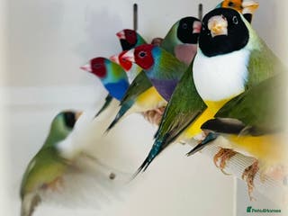 Finches birds Various finches - Advert 9