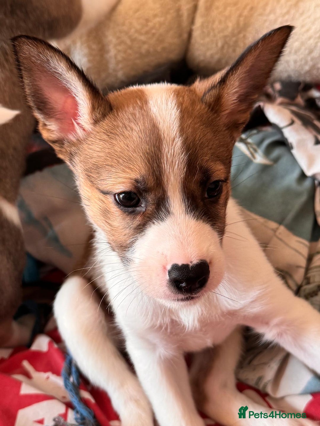 Mixed Breed dogs for sale: Siberian Husky X Staff/Lhasa Apso. Only 2 left!!  - Image 16