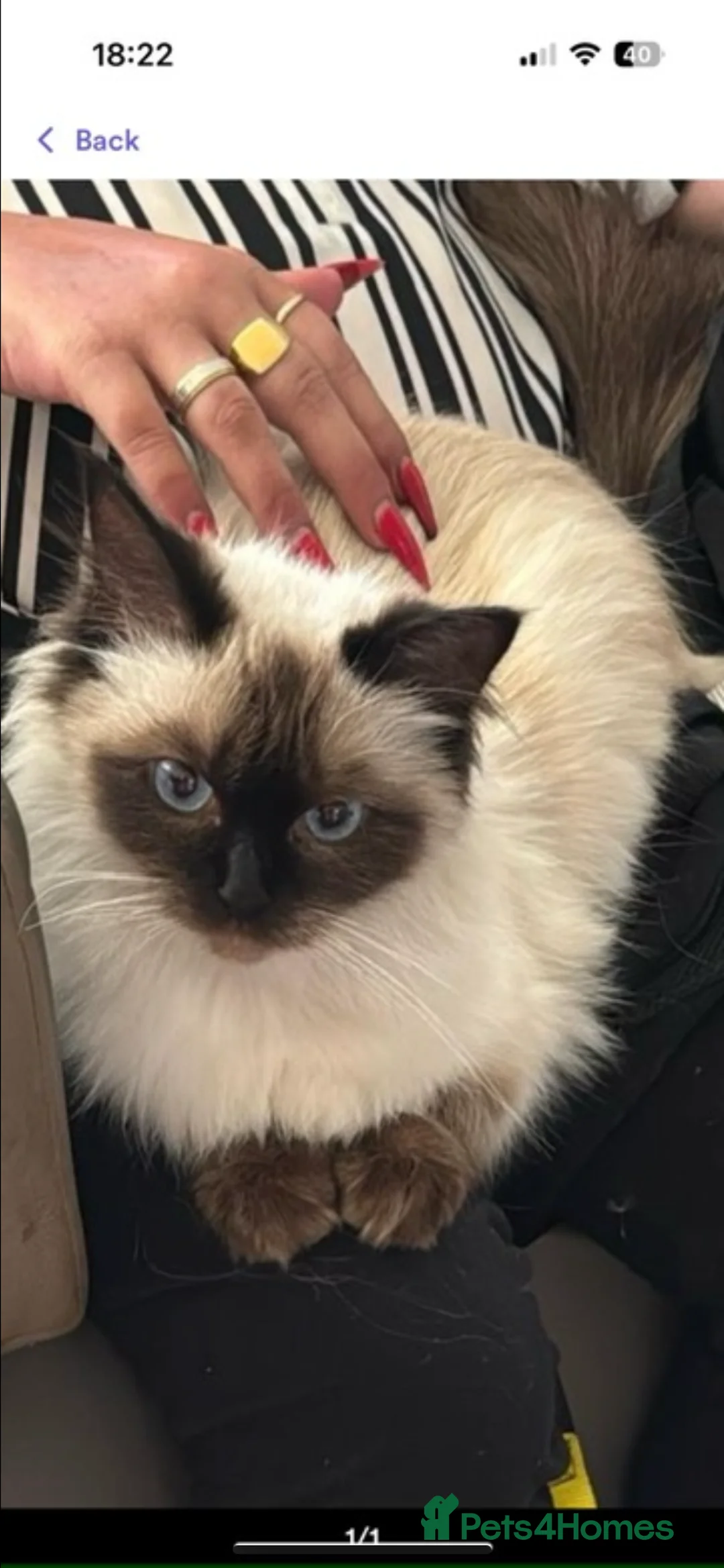 Ragdoll cats for sale: Half Ragdoll Kittens  - Advert 5