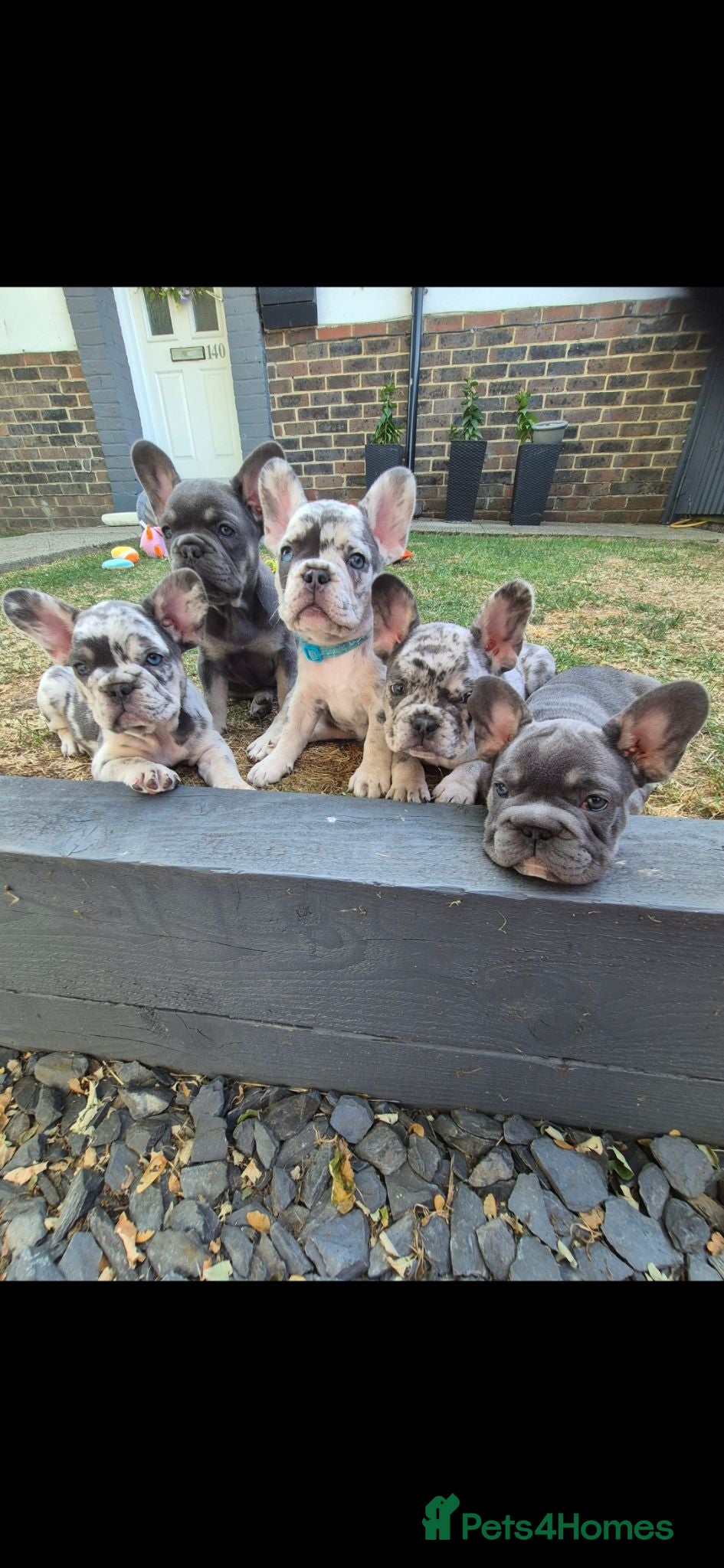 French Bulldog dogs Adorable french bulldog puppies from £1500 - Advert 1