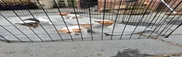 Jack Russell dogs for sale: Four jack russle puppies for sale  - Advert 8