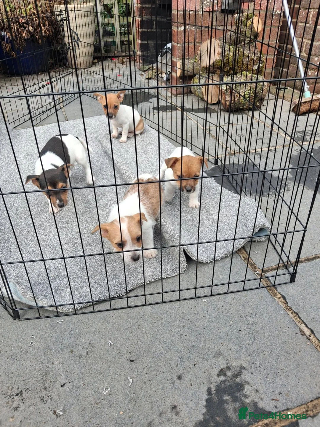 Jack Russell dogs for sale: Four jack russle puppies for sale  - Advert 8