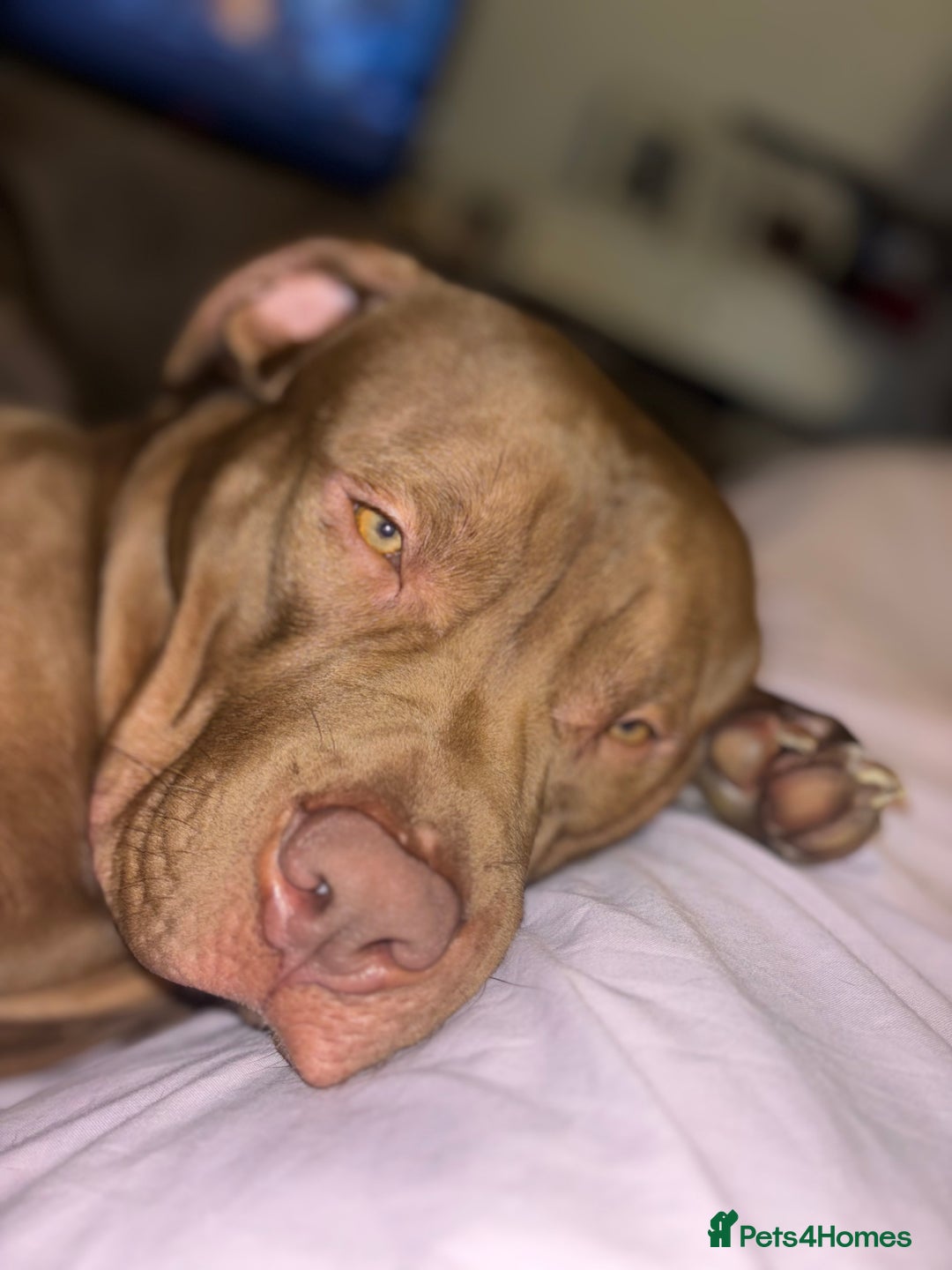 American Bully dogs for sale: Standard bully  - Advert 4