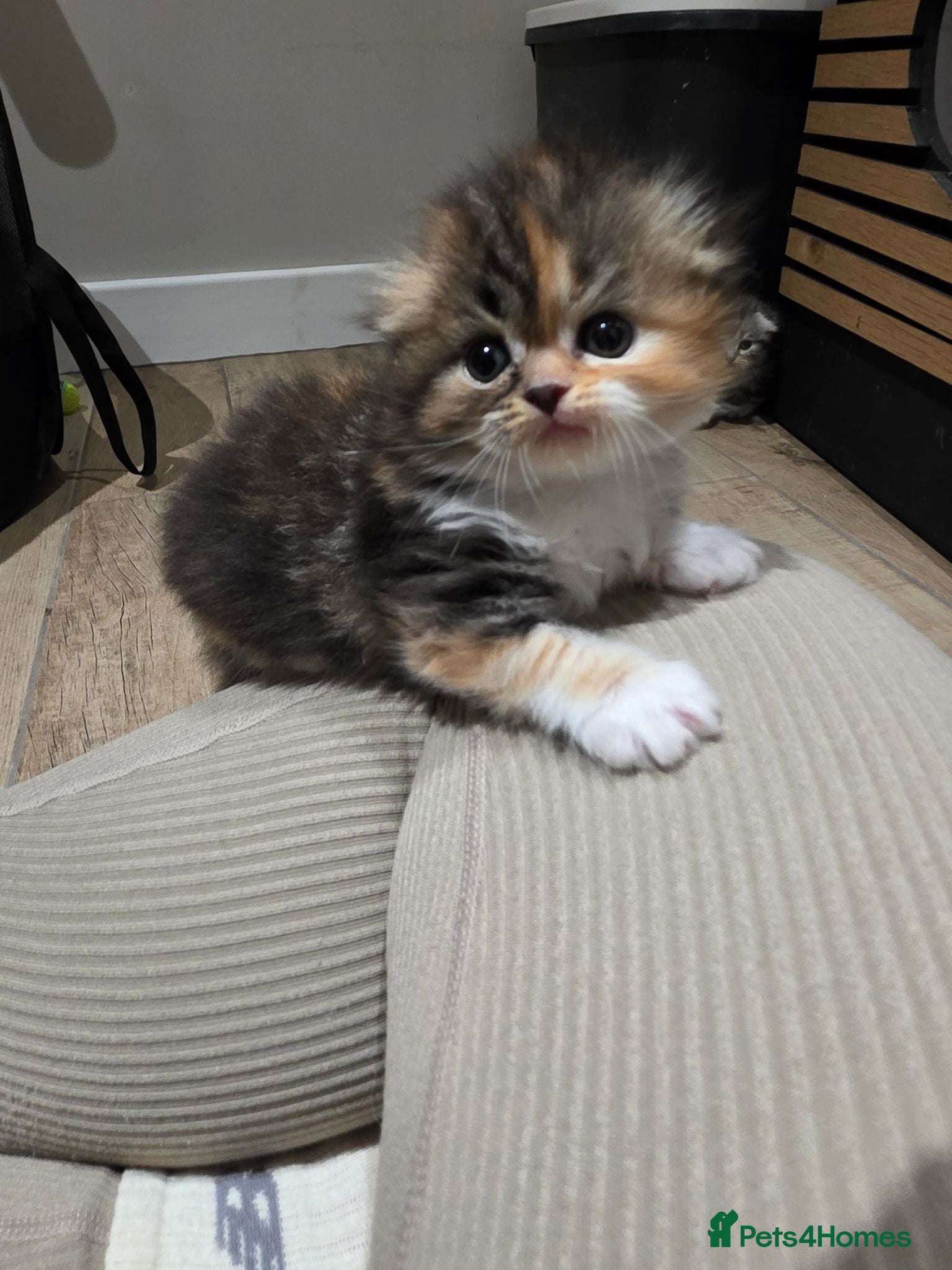 Scottish Fold cats Beautiful Tica Registered Babies - Advert 2