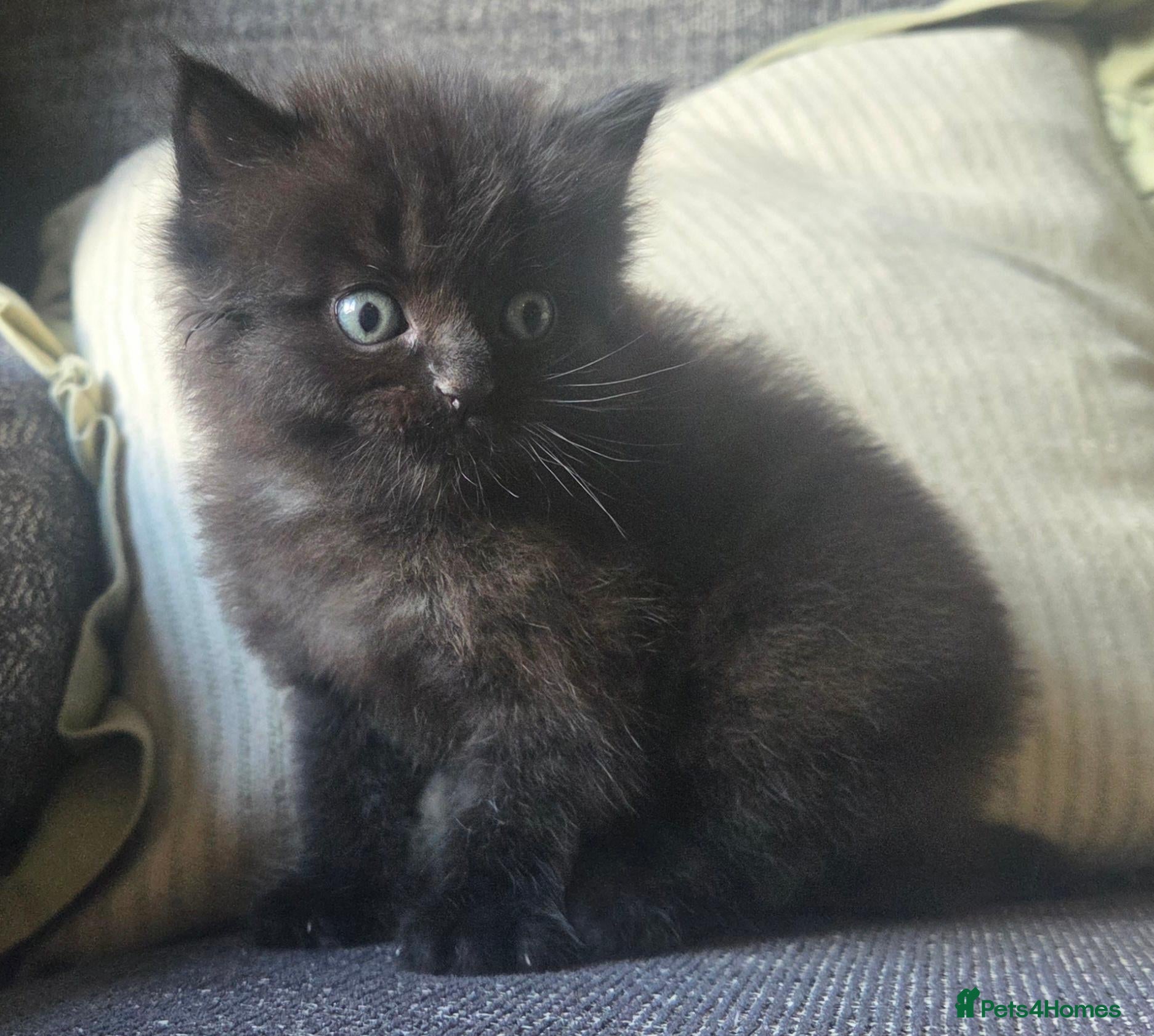 Mixed Breed cats Super cuddly fluffy little boys 💙🩵 - Advert 1