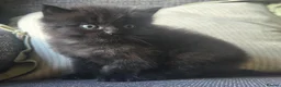 Mixed Breed cats for sale: Super cuddly fluffy little boys 💙🩵 - Advert 1