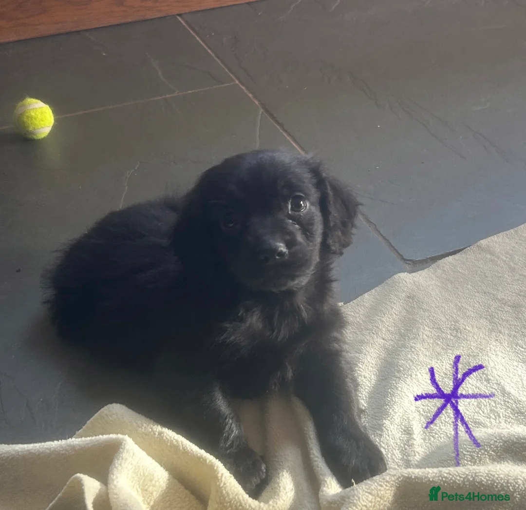 Cocker Spaniel dogs for sale: KC Registered Black Cocker Spaniels - Advert 19