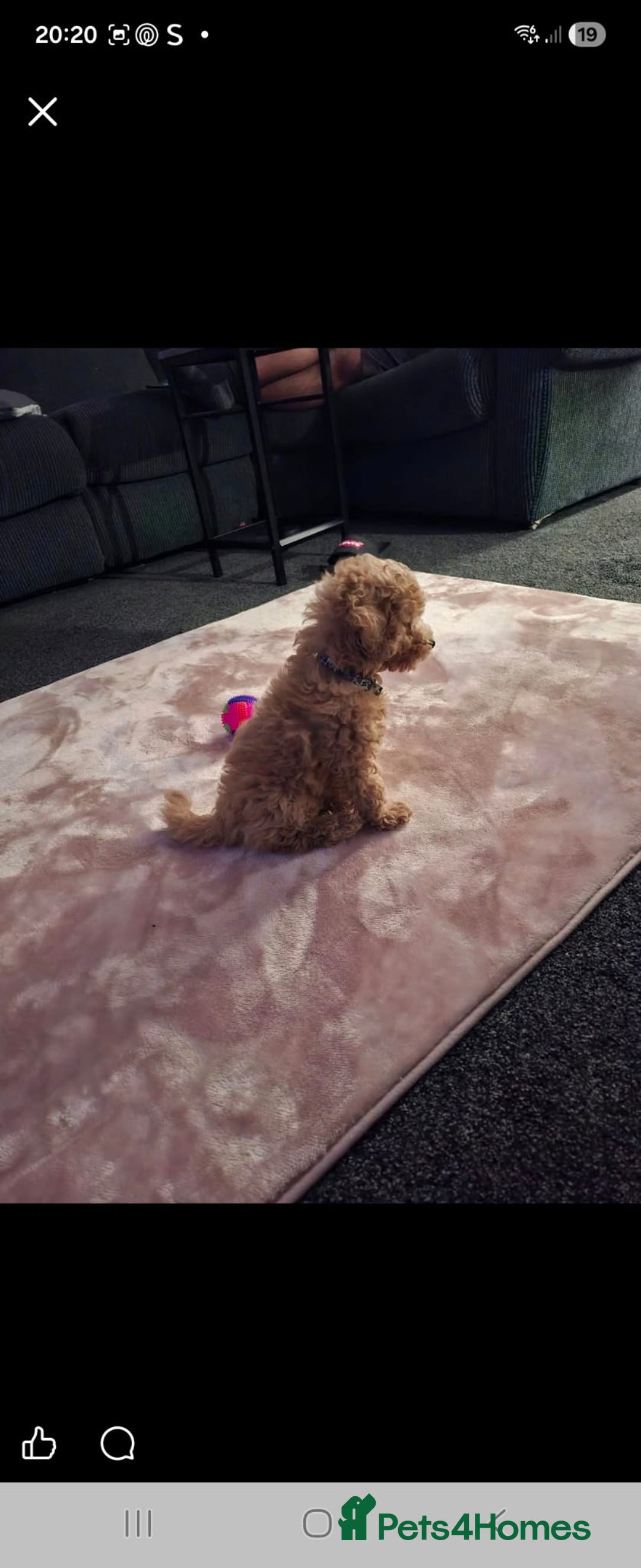 Mixed Breed dogs for sale: Toy poddle - Advert 6