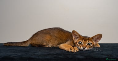 Abyssinian cats - Advert 9