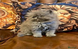 Persian cats for sale: Stunning blue Persians kittens ready to go  - Image 2