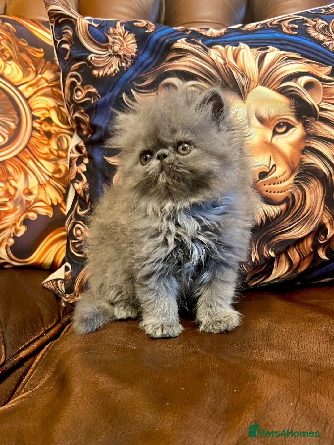 Persian cats for sale: Stunning blue Persians kittens ready to go  - Image 2