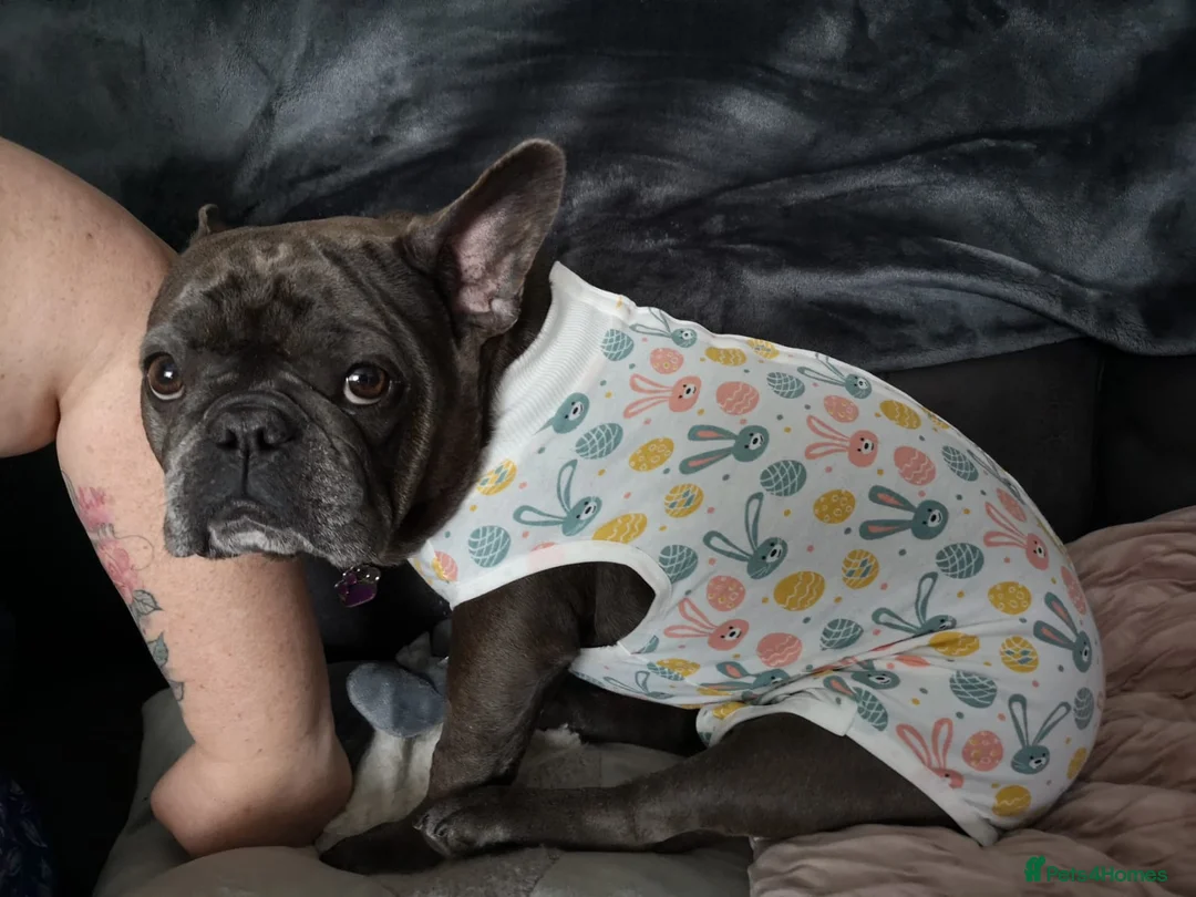 French Bulldog dogs for sale: French Bulldog needs rehoming - Advert 9