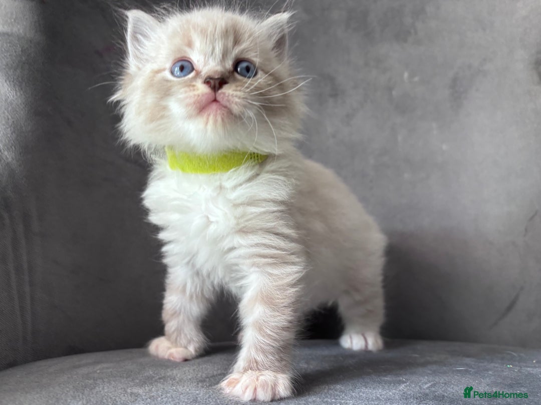 Ragdoll cats for stud: Gorgeous Ragdoll stud  - Image 10