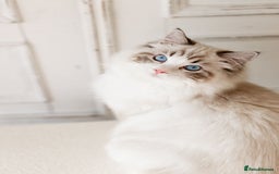 Ragdoll cats for sale: Best Ragdoll Bicolour and Lynx kittens in UK - Image 6