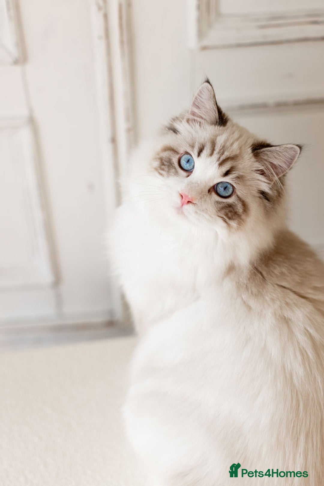 Ragdoll cats for sale: Best Ragdoll Bicolour and Lynx kittens in UK - Image 6