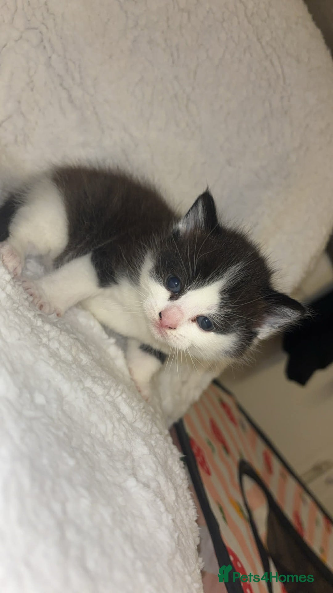 Mixed Breed cats for sale: Girl and boy - Advert 3