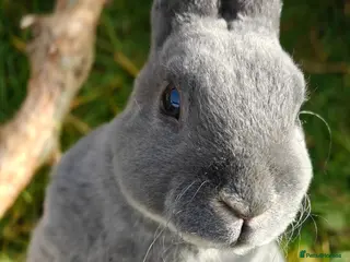 Rex rabbits Mini Rex Babies - Advert 6