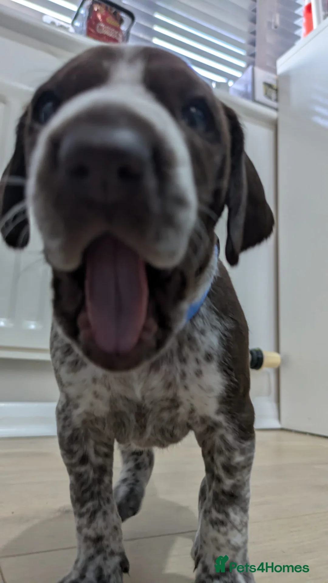German Shorthaired Pointer dogs for sale: Gorgeous Black and Liver ticked GSP puppies - Advert 2