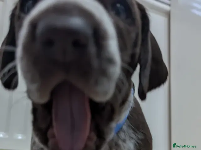 German Shorthaired Pointer dogs Gorgeous Black and Liver ticked GSP puppies - Advert 2