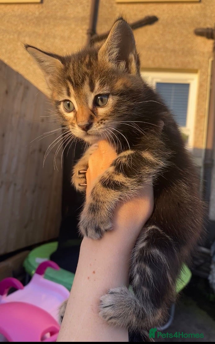 Mixed Breed cats BENGAL X KITTENS READY NOW - Advert 4
