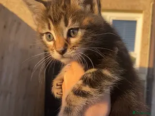 Mixed Breed cats BENGAL X KITTENS READY NOW - Advert 4