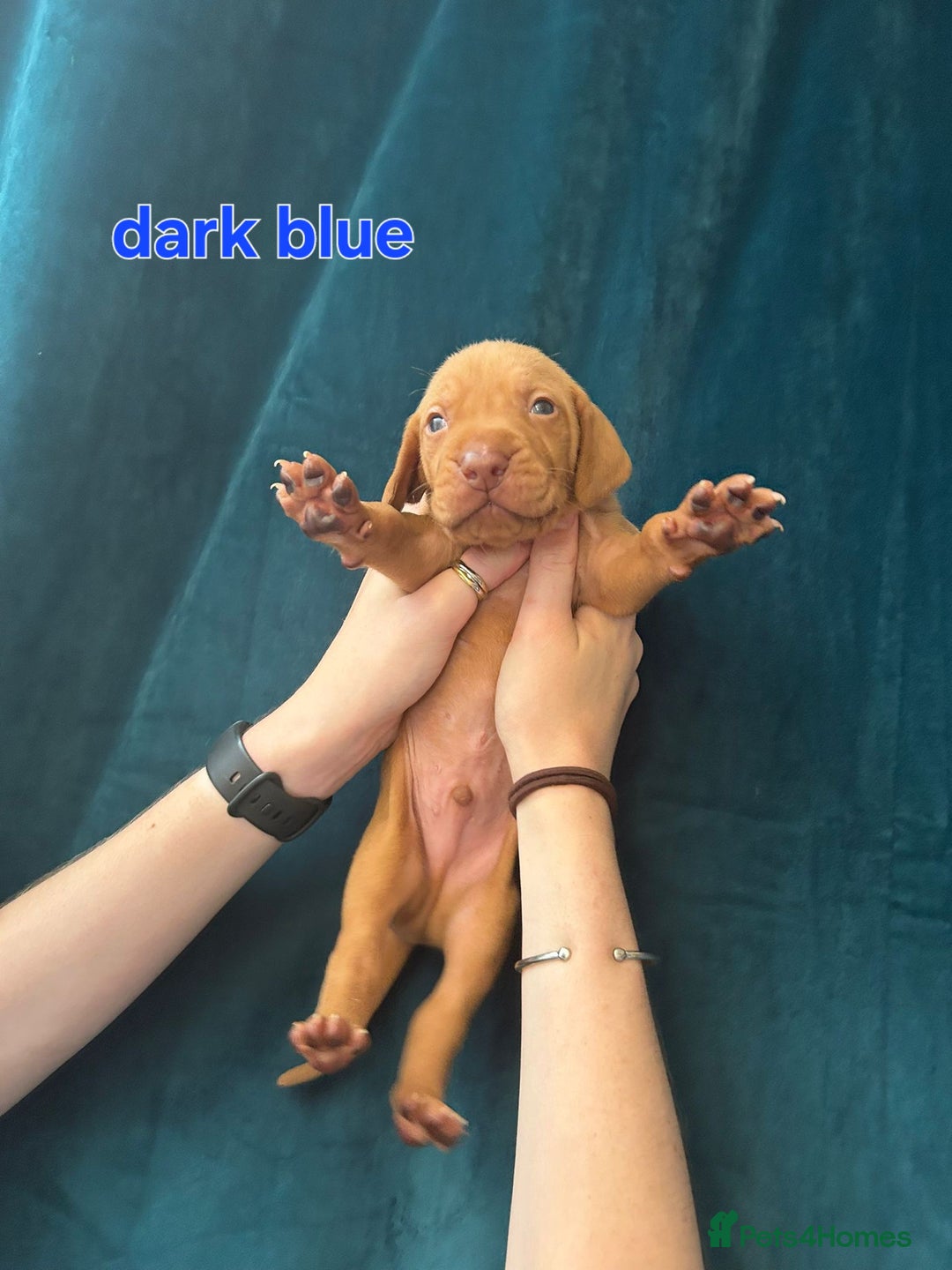 Hungarian Vizsla dogs for sale: KC Reg Hungarian Vizsla Puppies-Imported Lineage - Image 19