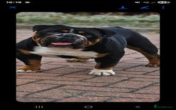 English Bulldog dogs for stud: KC BRITISH BULLDOG FOR STUD in Basildon - Image 2
