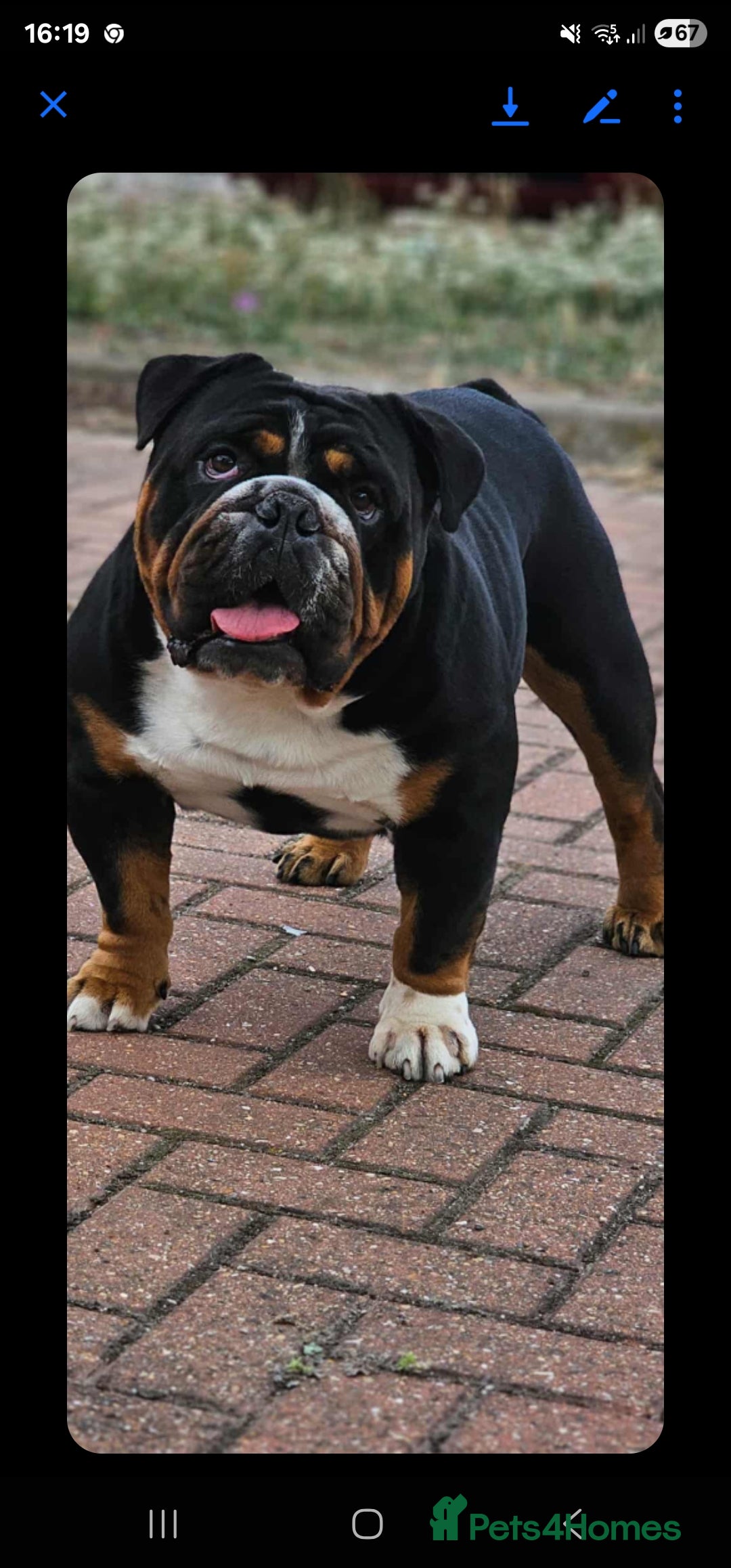 English Bulldog dogs for stud: KC BRITISH BULLDOG FOR STUD in Basildon - Image 2