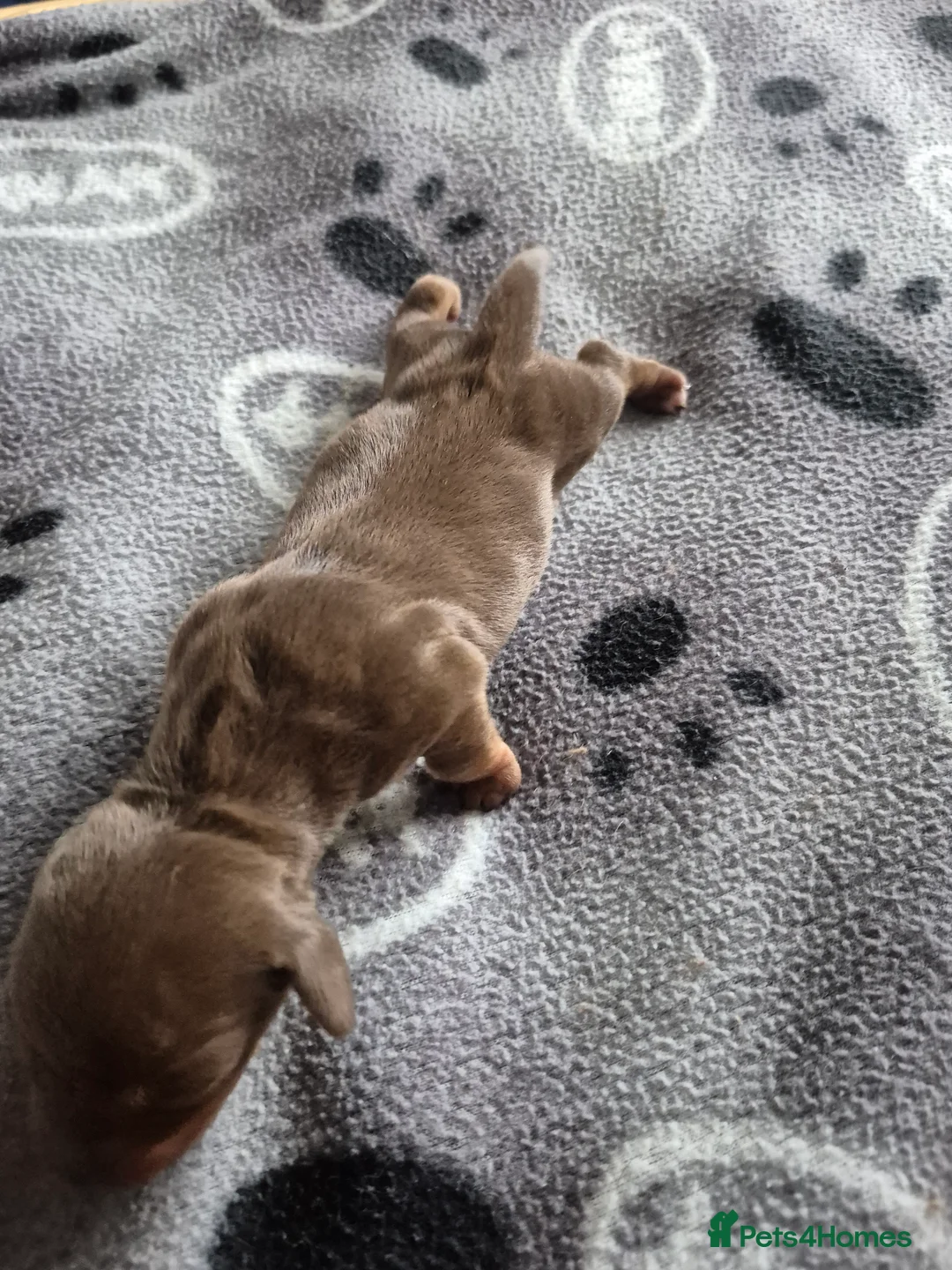 Miniature Dachshund dogs for sale: Miniture dachshund smooth hair puppies  - Advert 12