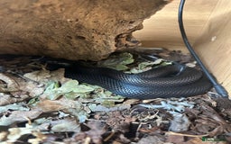 King Snake reptiles for sale: Mexican black kingsnake and full set up - Image 4
