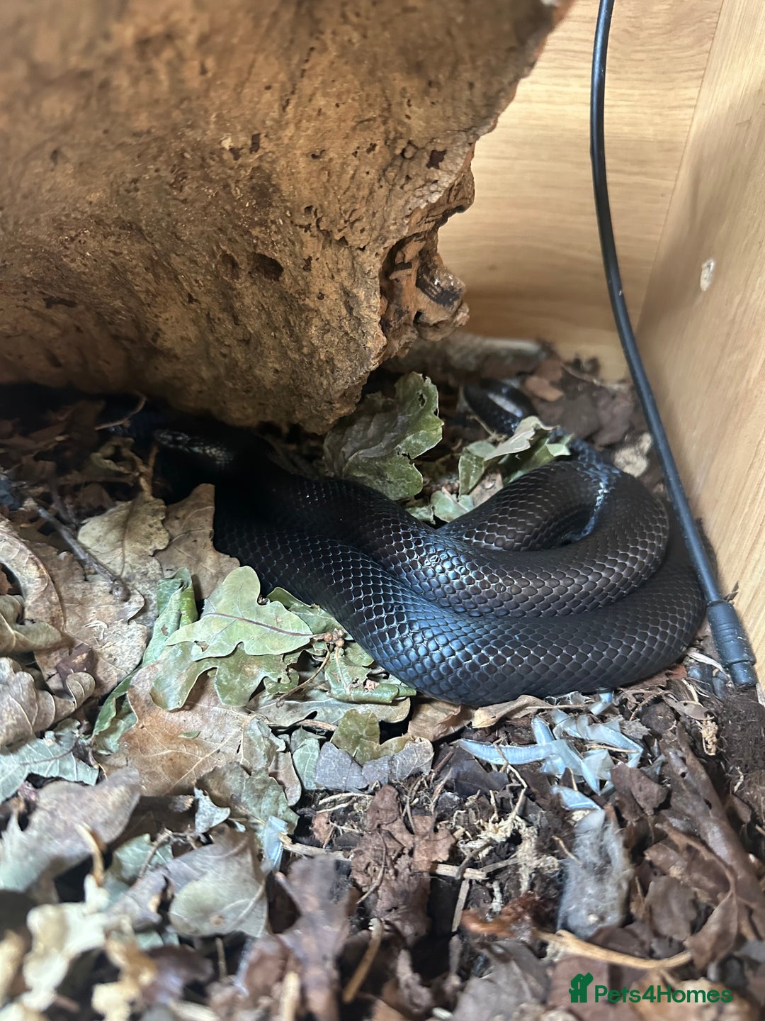 King Snake reptiles for sale: Mexican black kingsnake and full set up - Image 4