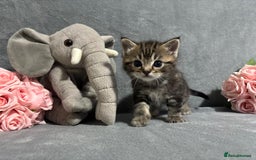 Mixed Breed cats for sale: Ragdoll mixed kittens Grey. Tabby. Speckled. Black - Advert 12