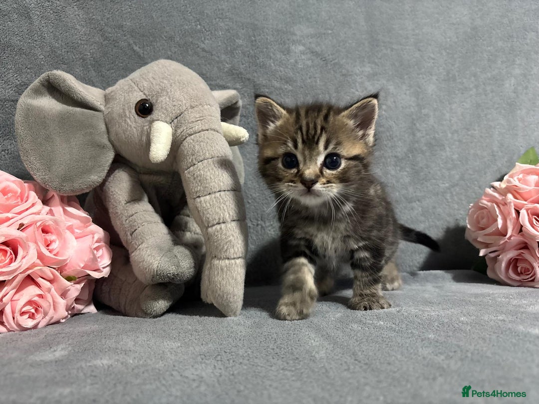 Mixed Breed cats for sale: Ragdoll mixed kittens Grey. Tabby. Speckled. Black - Advert 12