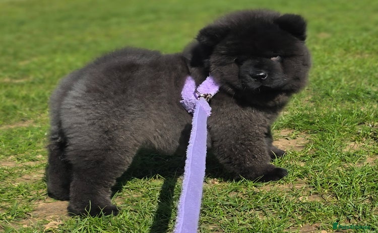 Chow Chow dogs - Advert 11