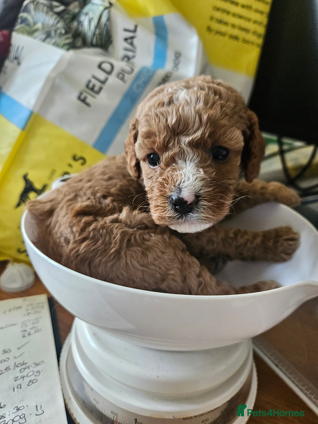 Cavapoo dogs for sale: Cavapoo Puppies  - Image 20