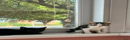 Mixed Breed cats for sale: 4 lovely kittens ready for their new homes  - Advert 5