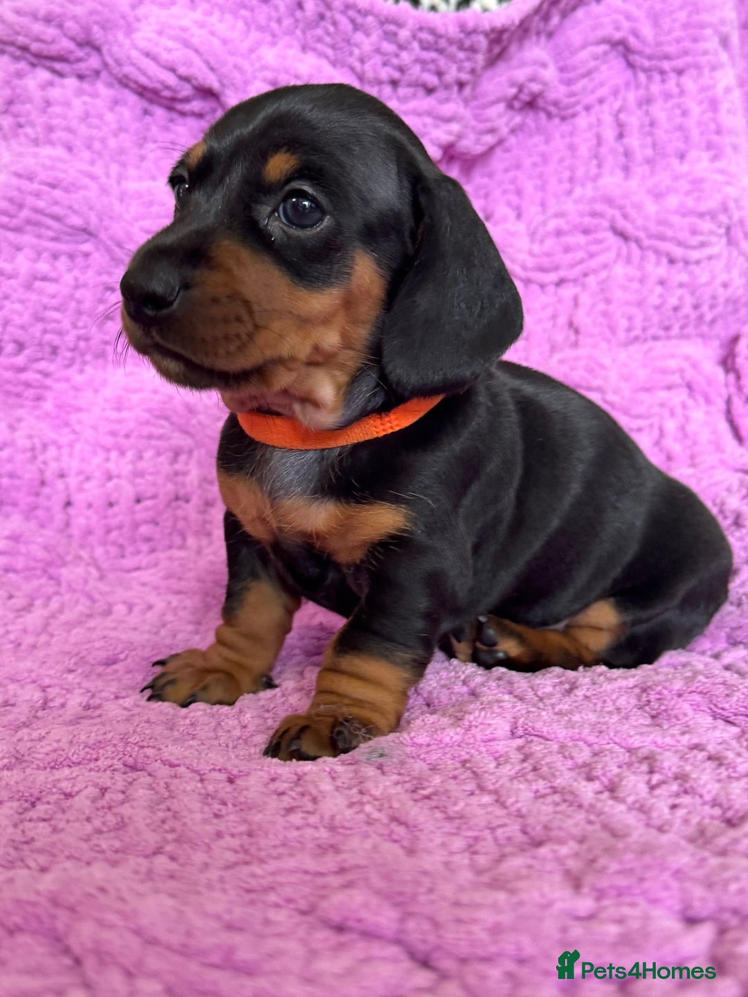 Dachshund dogs for sale: Stunning Dachshund Puppies  - Image 21