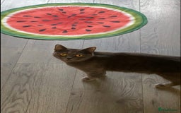 British Shorthair cats for sale: 🐱Blue&Felix- Bonded brother & Sister💛 - Advert 10