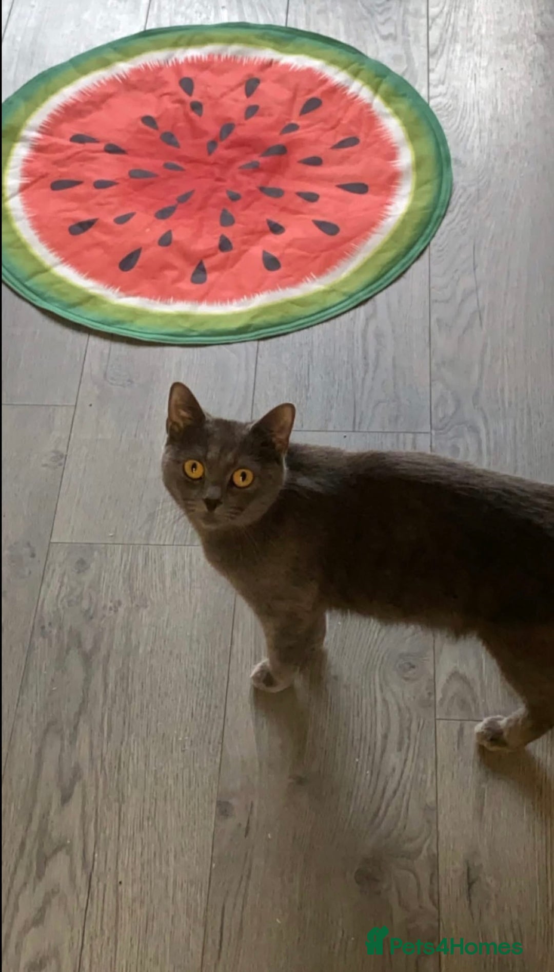 British Shorthair cats for sale: 🐱Blue&Felix- Bonded brother & Sister💛 - Advert 10