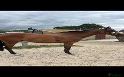 English Thoroughbred horses for sale: Mother daughter share types  - Image 5
