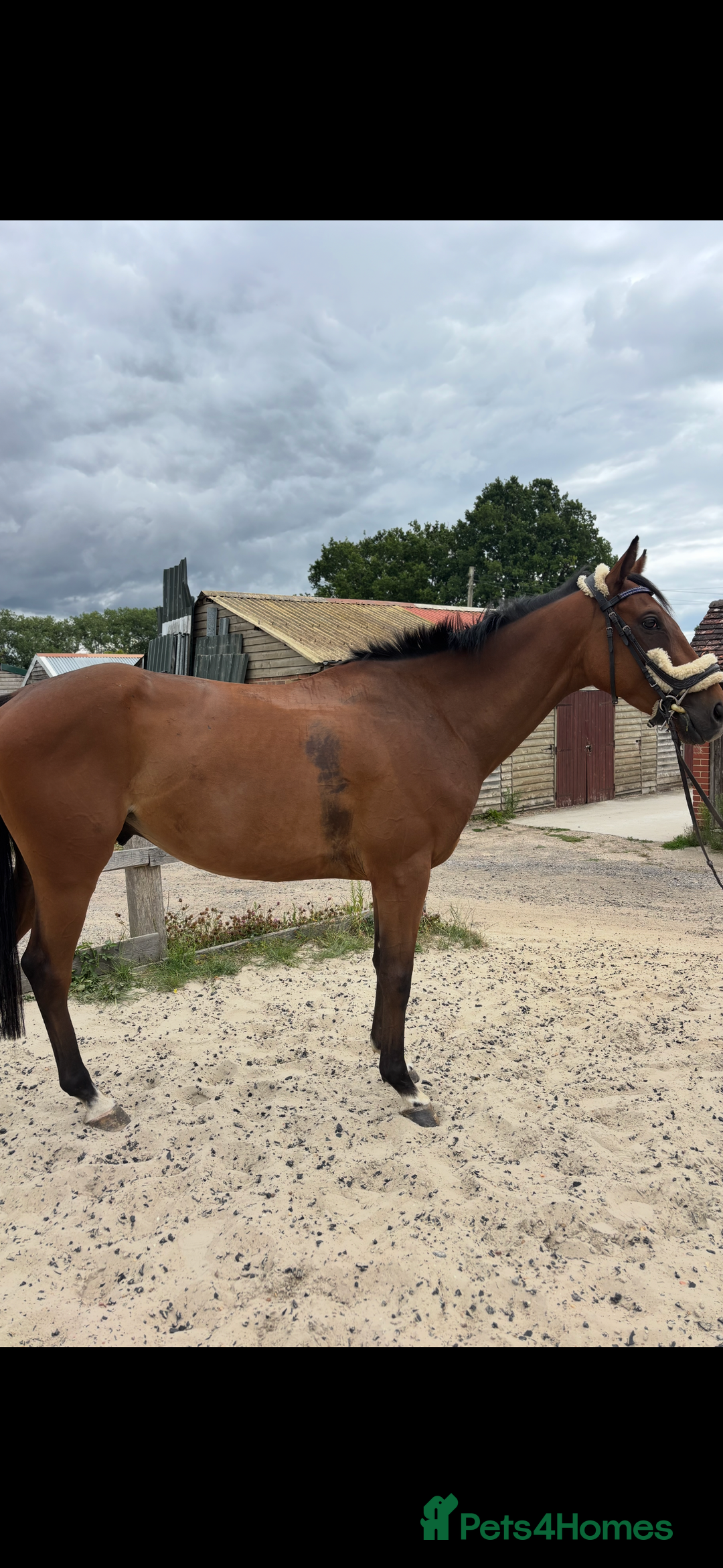 English Thoroughbred horses for sale: Mother daughter share types  - Image 5