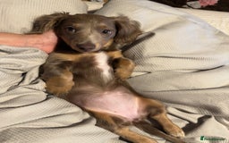 Miniature Dachshund dogs for sale: Miniature dachshund  - Image 4