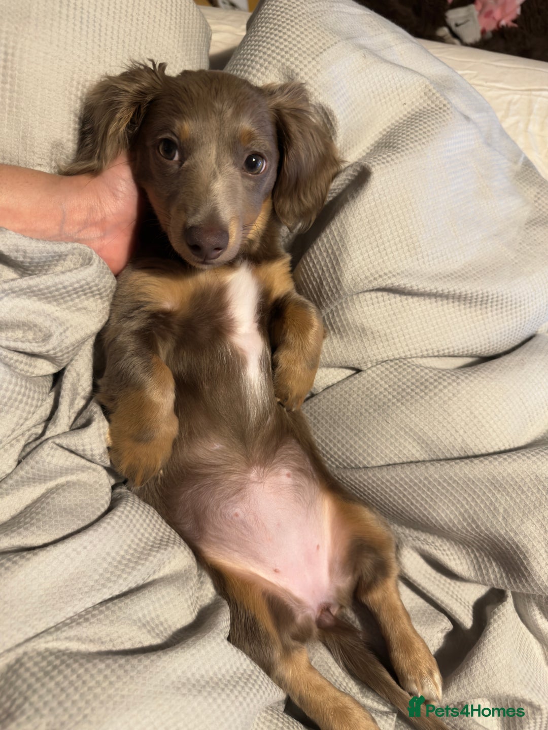 Miniature Dachshund dogs for sale: Miniature dachshund  - Image 4
